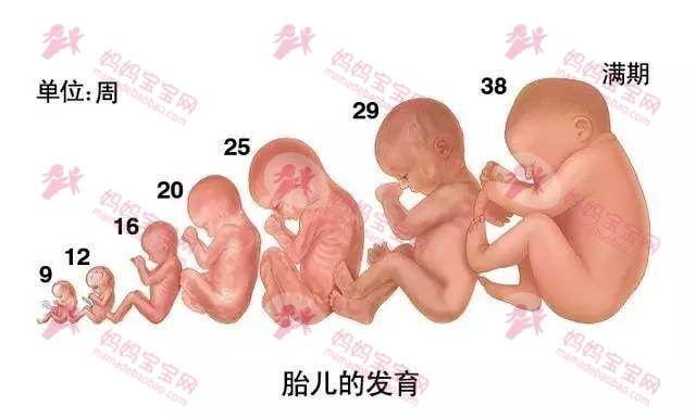 胎儿周期生长发育过程