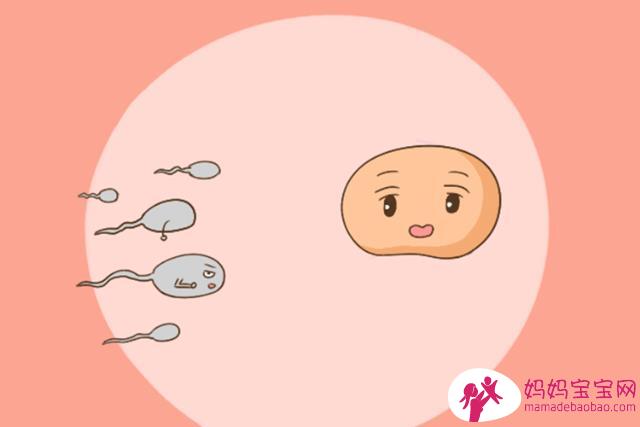 如何排卵期计算？排卵期怀孕率高的排卵日计算法