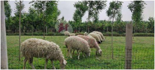 农村一种常见杂草，牛羊产后配红糖煮水饮，可让母仔都安康