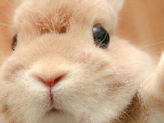 2023年农历冬月的兔宝宝命运如何 属兔2023运势及运程详解