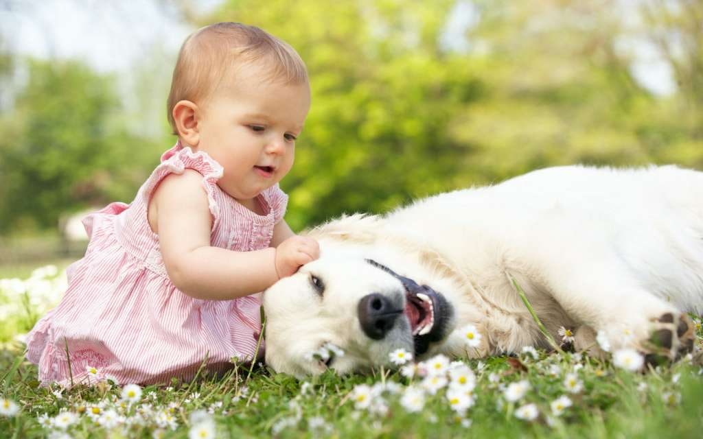如何让宠物和宝宝安全和谐相处？