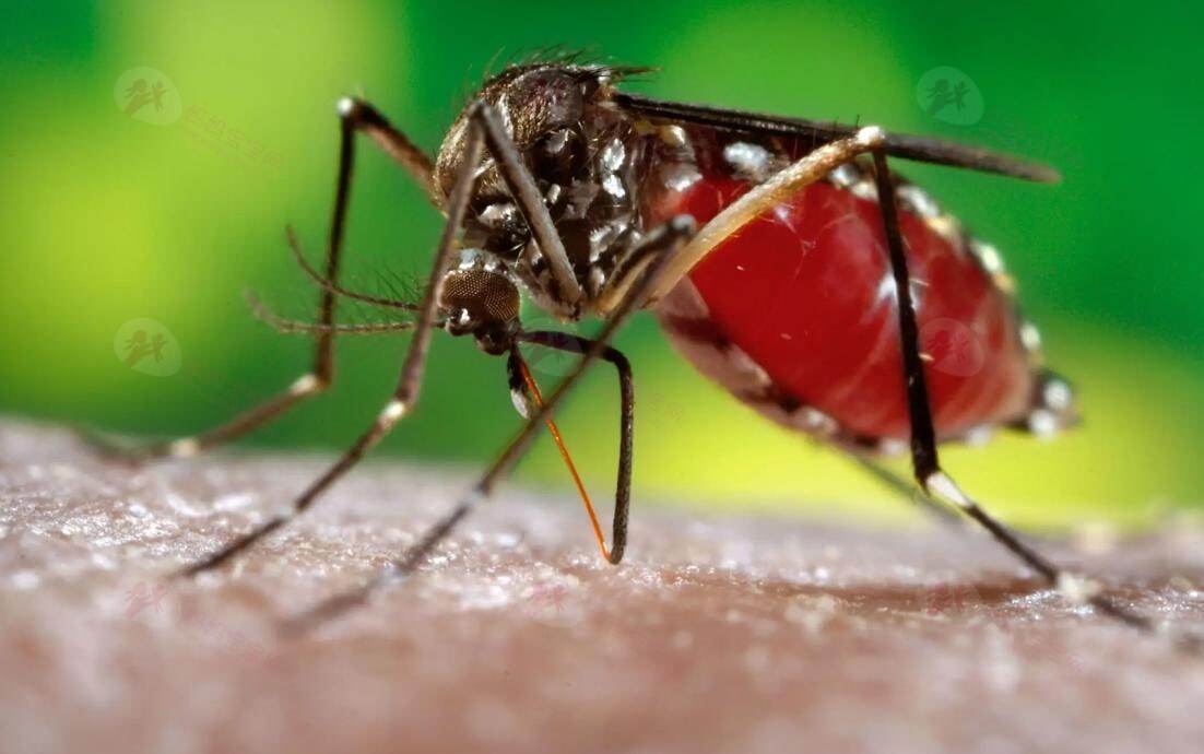 宝宝为什么格外招蚊子“喜欢”？如何防止宝宝被蚊子叮咬？