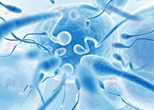 精子成活率多少正常？（精子的成活率）