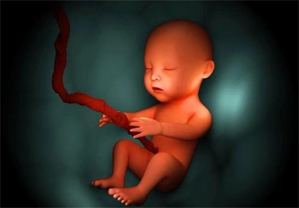 怀孕期间胎宝宝每天都在肚子里面干什么（大部分的时间在睡觉）