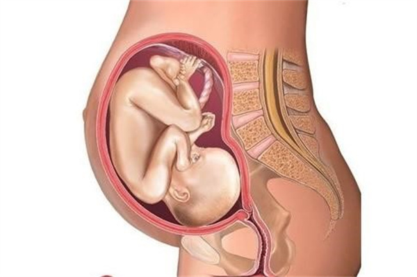 怀孕期间胎宝宝每天都在肚子里面干什么（大部分的时间在睡觉）