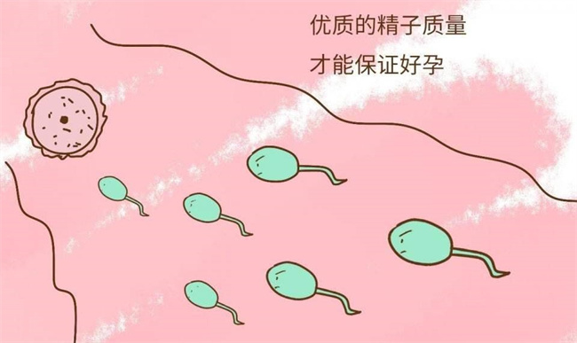 备孕期间小蝌蚪的质量应该如何检查(检查精液)