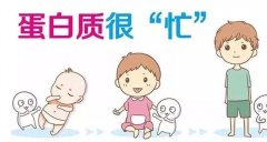 小儿发育期间蛋白质的主要作用（促进生长发育）