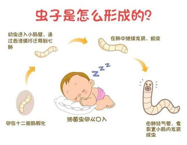 哪4种寄生虫会对宝宝的身体健康造成伤害（蛔虫，蛲虫，钩虫，绦虫）