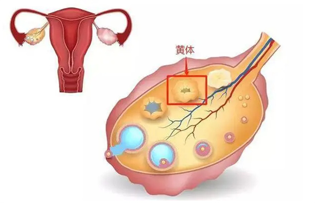 黄体囊肿对月经有影响吗