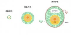 卵泡发育不好是什么原因导致的