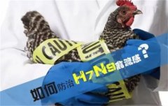 禽流感h7n9的治疗方式
