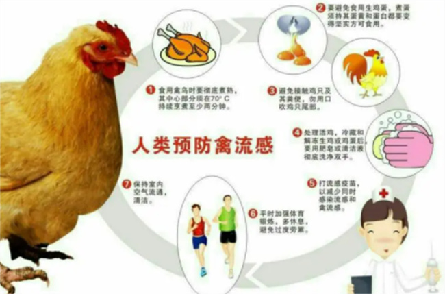 禽流感h7n9的预防措施