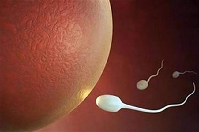 排卵期遇上前列腺液会怀孕吗