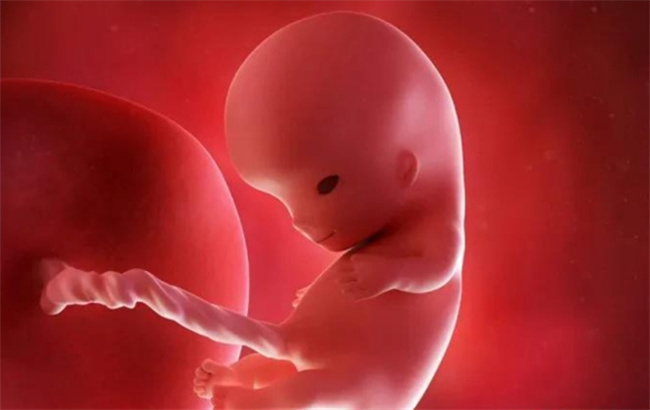 你知道6周的胎儿是怎样发育的吗