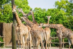 亲近自然奇妙之旅——上海野生动物园详细介绍