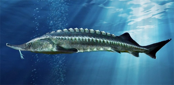 鲟鱼：东欧地区的主宰，占据世界产量80%-90%的统治者