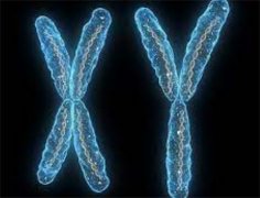 解读XXY染色体：探索两性人的性别特征与生殖能力