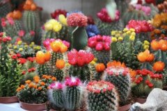 探秘仙人掌开花：养护、花期与花色