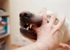 狂犬病传播途径及预防措施：了解咬伤和非咬伤感染方式