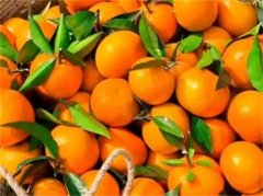 发烧能吃橘子吗？橘子对大人发烧有何影响？