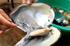 从珍珠到餐桌：河蚌美味的背后故事及多种烹饪方式