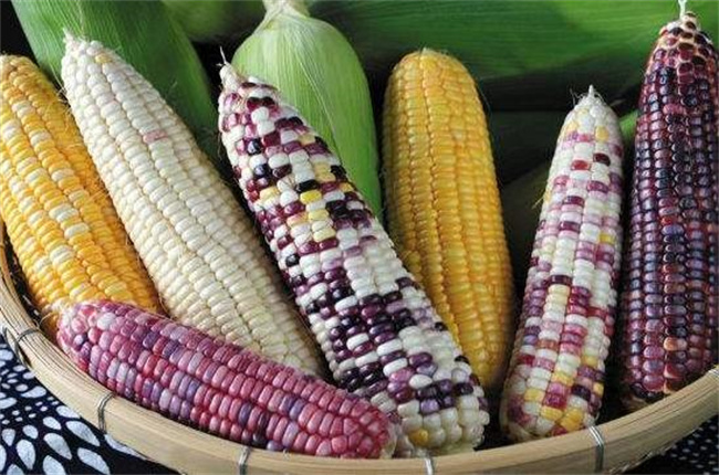 现代农业的科技明星：转基因玉米