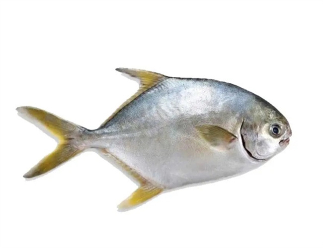 红烧鲳鱼：一道海味佳肴