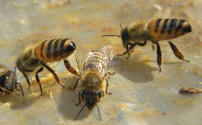蜂王浆的副作用与预防措施