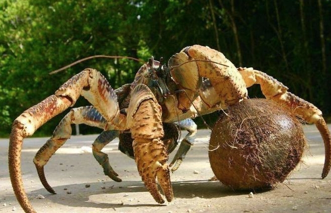 探秘椰子蟹：太平洋的美味诱惑
