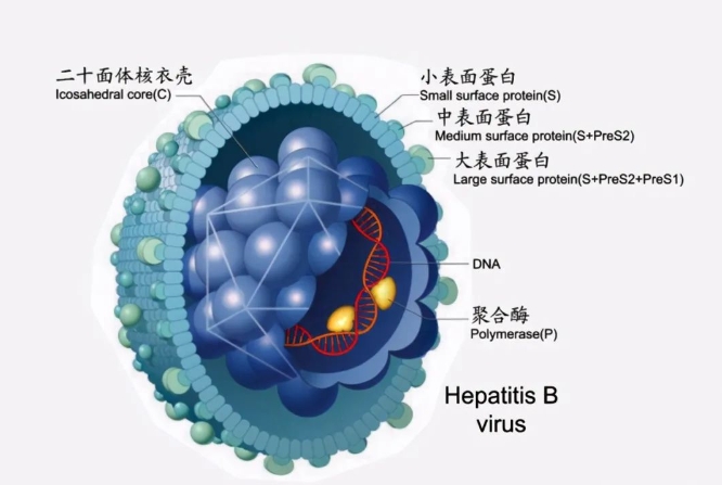 乙肝携带者传染性与HBV-DNA水平：解析传染风险的三大关键因素