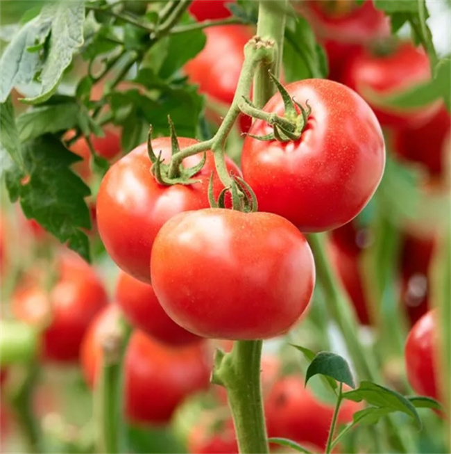 番茄的美容与健康魔法：七大功效惊喜解析