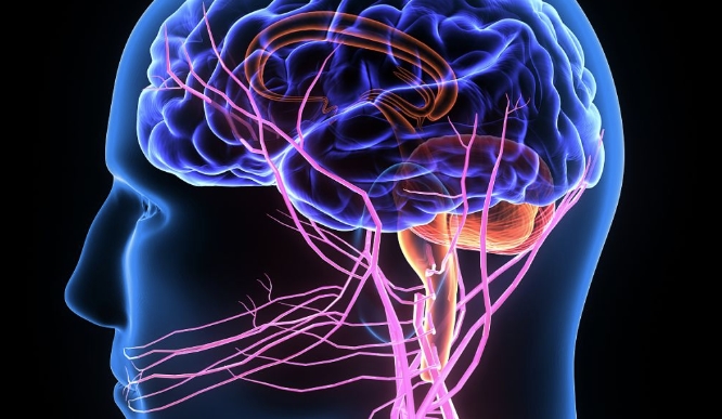 探讨神经内科常见病种及神经外科的重要性