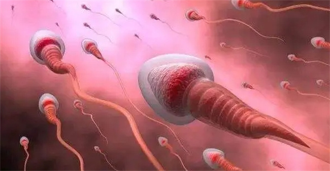 精子在女性体内的存活时间：受孕时机的关键