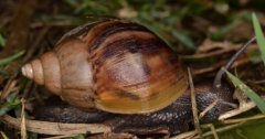 揭秘法国人吃蜗牛：品种有别，远非田间小蜗牛所及