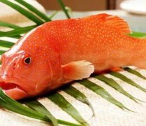 深海美味珍品——红石斑鱼价格揭秘