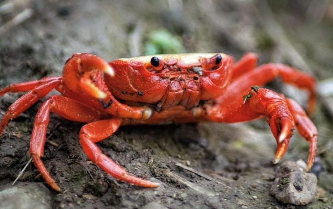揭秘红蟹的真相：吃与不吃的分水岭