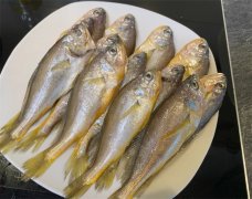 小黄鱼的黄金营养