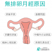 不排卵的原因及影响 - 卵巢功能异常与不孕问题解析