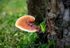 拥有千年历史的中国传统药材——紫灵芝的免疫增强与孕期应用