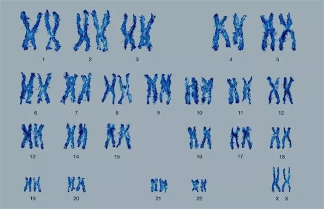 揭开染色体奥秘：探索18号染色体的专业视角