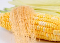 揭秘玉米须的神奇功效与正确食用方法