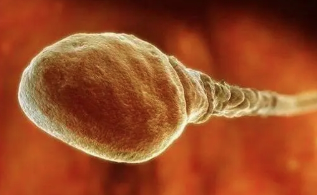 探秘生命之奇迹：受孕的神秘过程