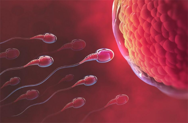 奇妙的生命之旅：深度探析受孕的神秘过程