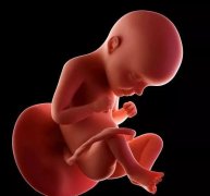 孕17-20周，详解胎儿成长：体重、身长、器官发育一览