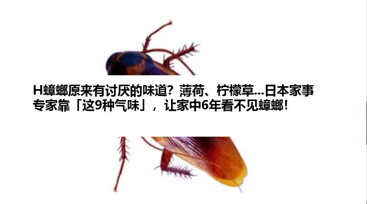 H蟑螂原来有讨厌的味道？薄荷、柠檬草...日本家事专家靠「这9种气味」，让家中6年看不见蟑螂！