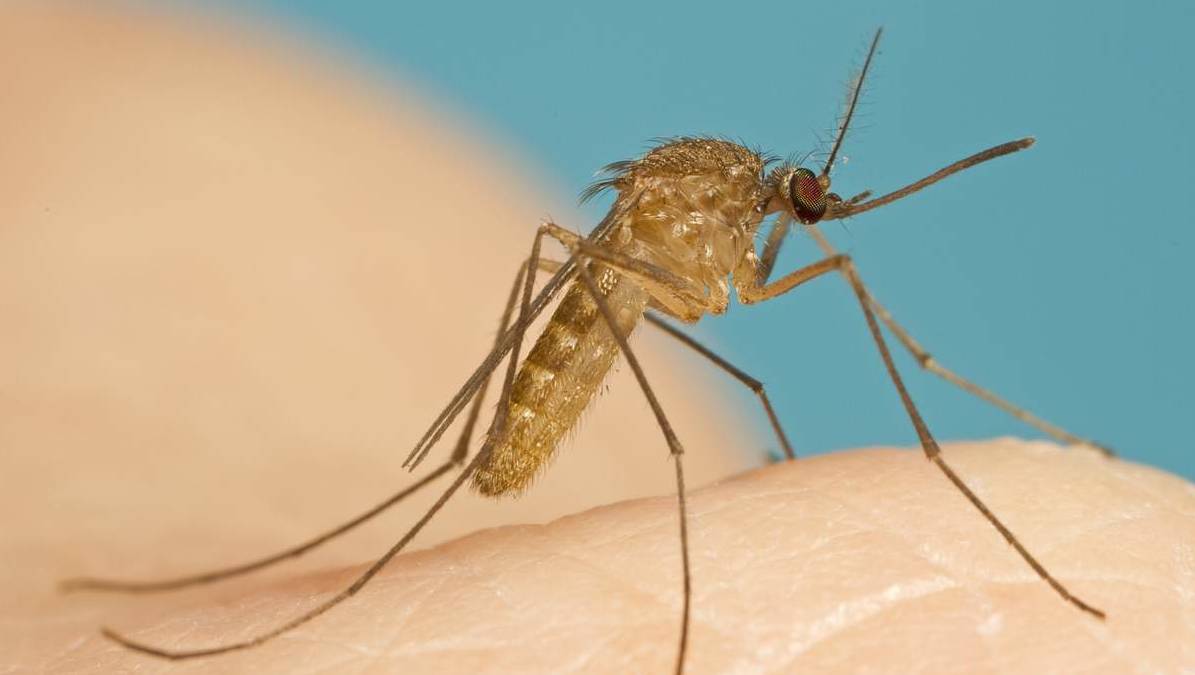 3种蚊子会引起登革热,寨卡病毒,疟疾