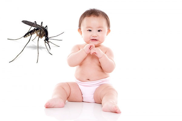 3种蚊子会引起登革热,寨卡病毒,疟疾