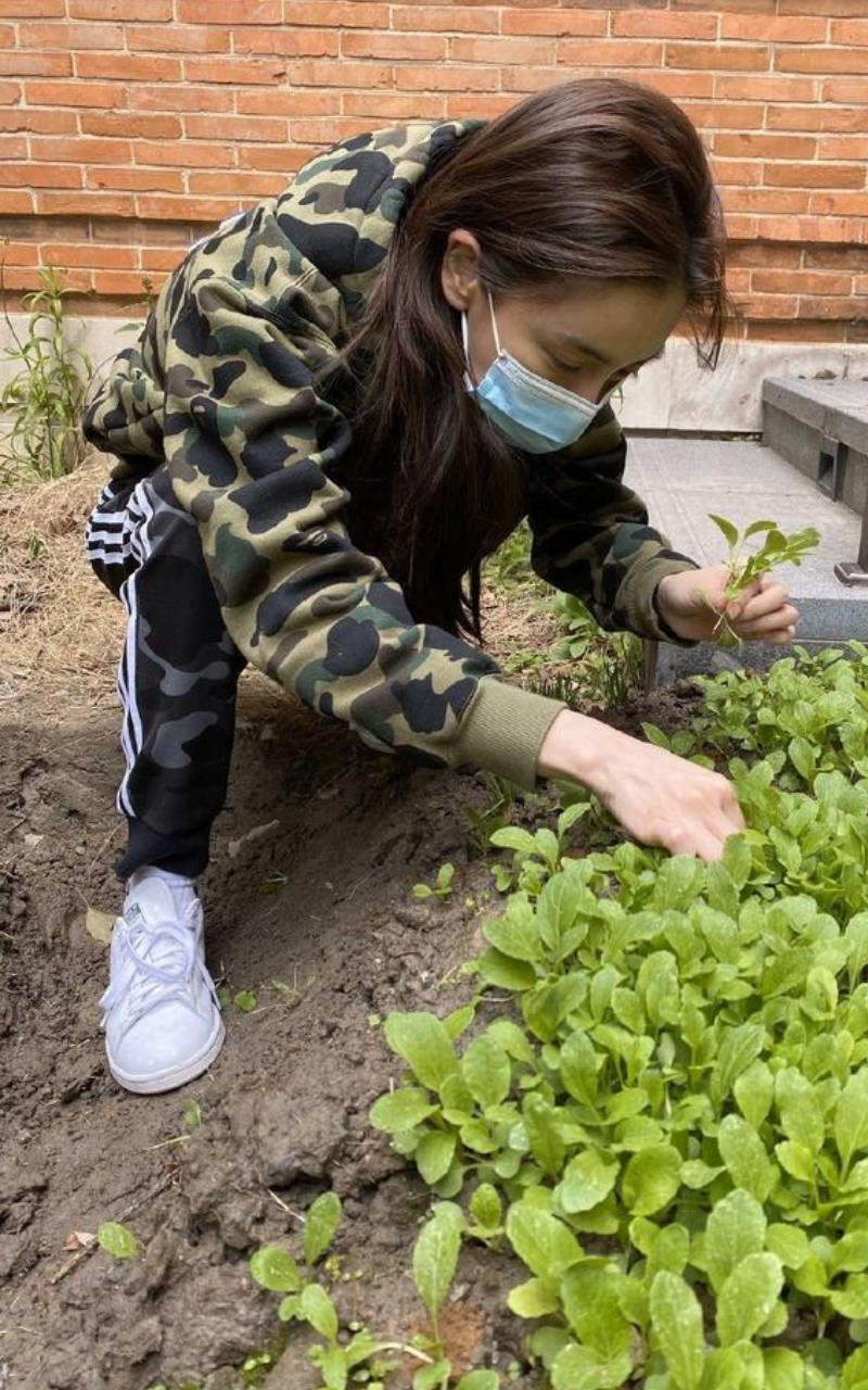 上海缺粮缺菜茶花女Angelababy竟超前部署「在家种菜」