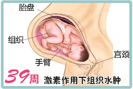 【怀孕39周】怀孕39周注意事项_怀孕39周胎儿发育情况