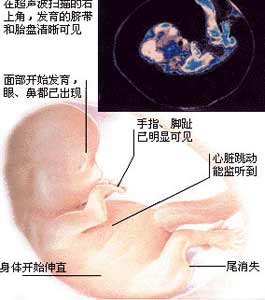 【2月胎儿发育】孕期2月胎儿发育情况_怀孕2月胎儿发育情况